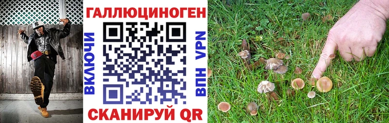 Галлюциногенные грибы Psilocybine cubensis Невьянск